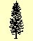 (Norway) Spruce