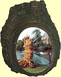 Picture frame in Cedar bark