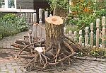 The stump to become Sy